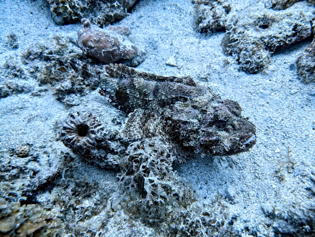 Spotted Scorpionfish