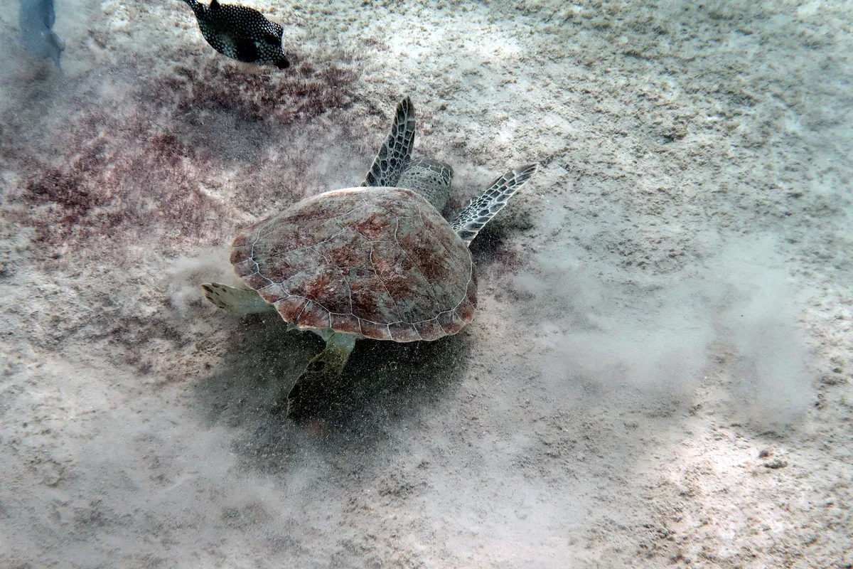 Green Sea Turtle