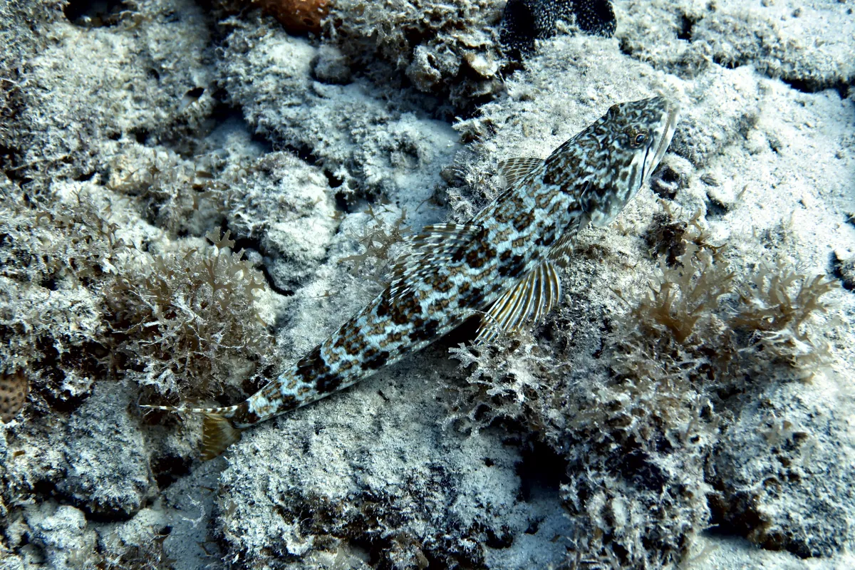 Sand Diver