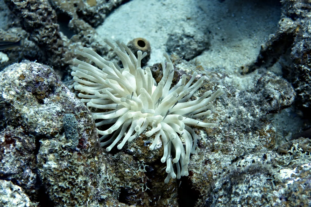 Giant Anemone