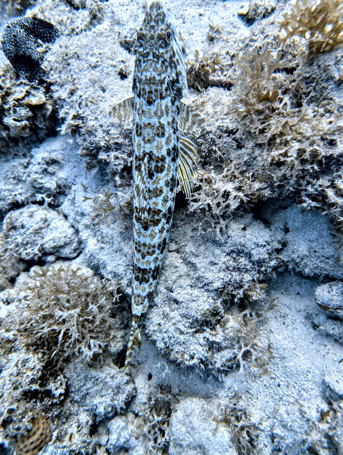 Sand Diver
