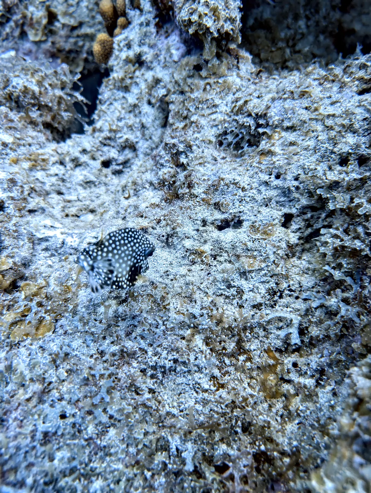 Smooth Trunkfish