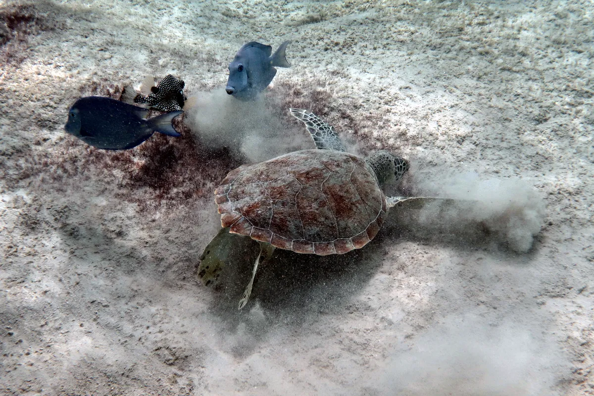 Green Sea Turtle