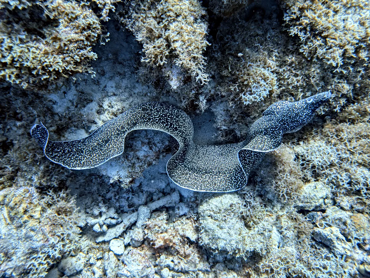 Spotted Moray