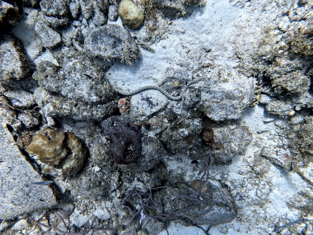 Sharptail Eel
