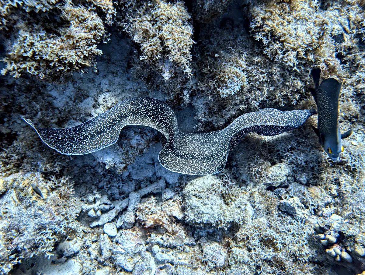 Spotted Moray