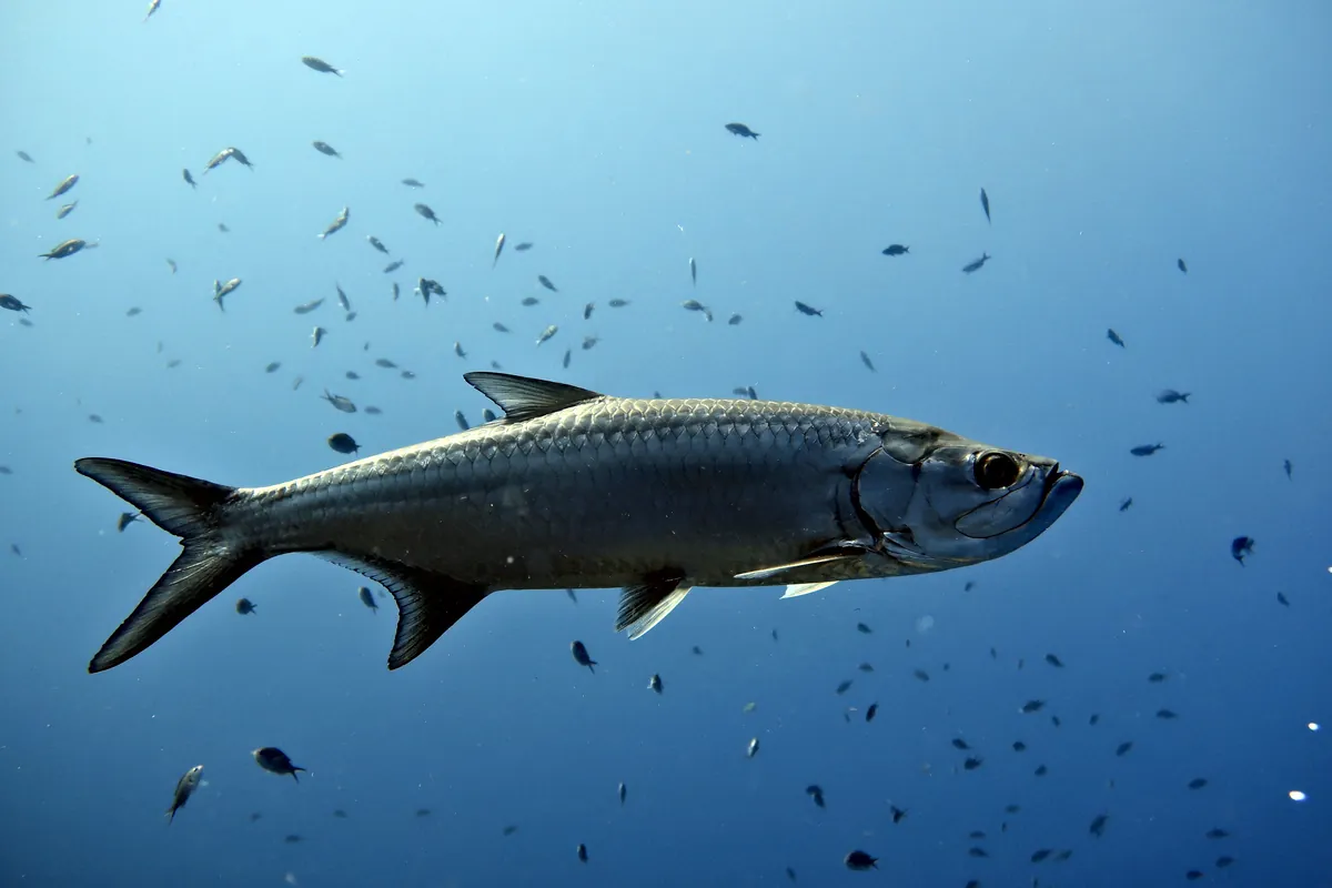 Tarpon