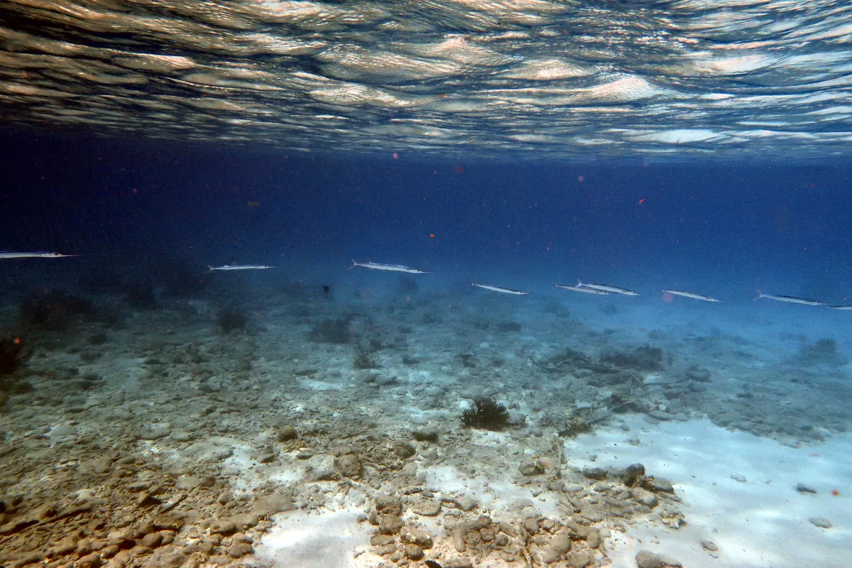 Hound Needlefish