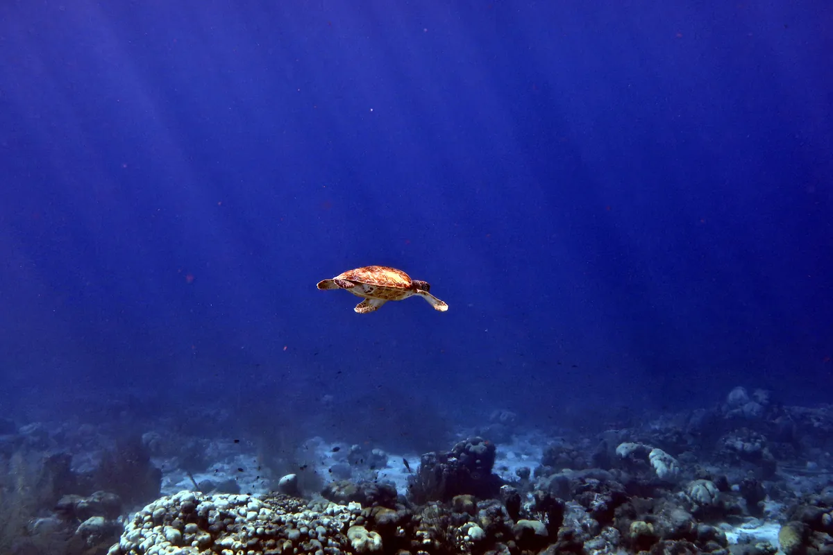 Green Sea Turtle