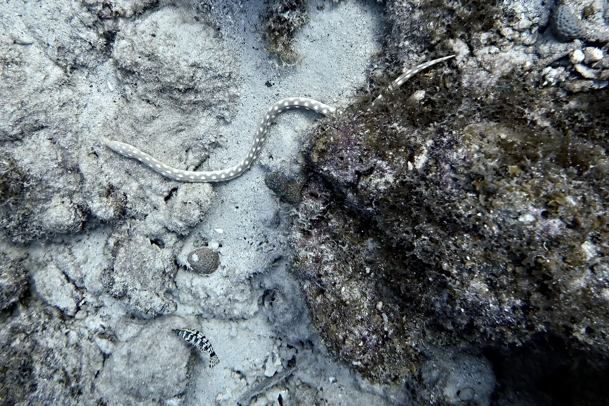 Sharptail Eel