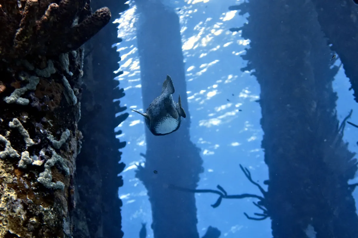 Ocean Triggerfish