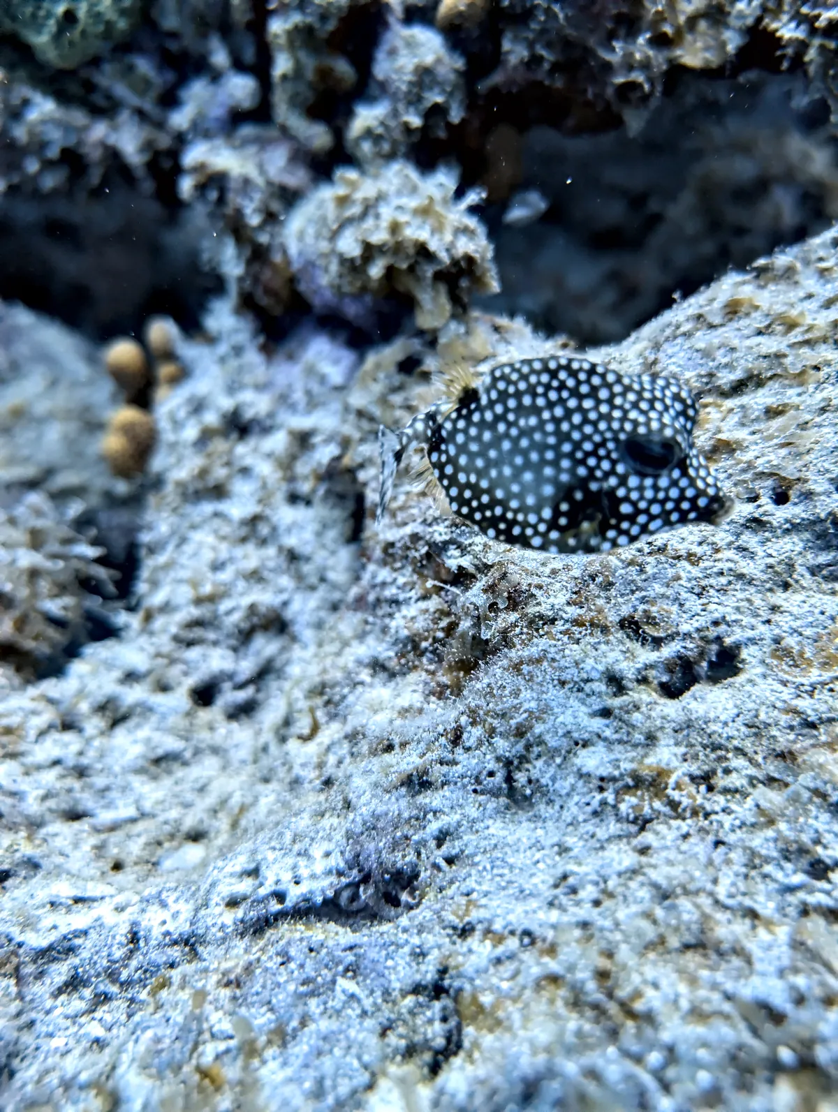 Smooth Trunkfish
