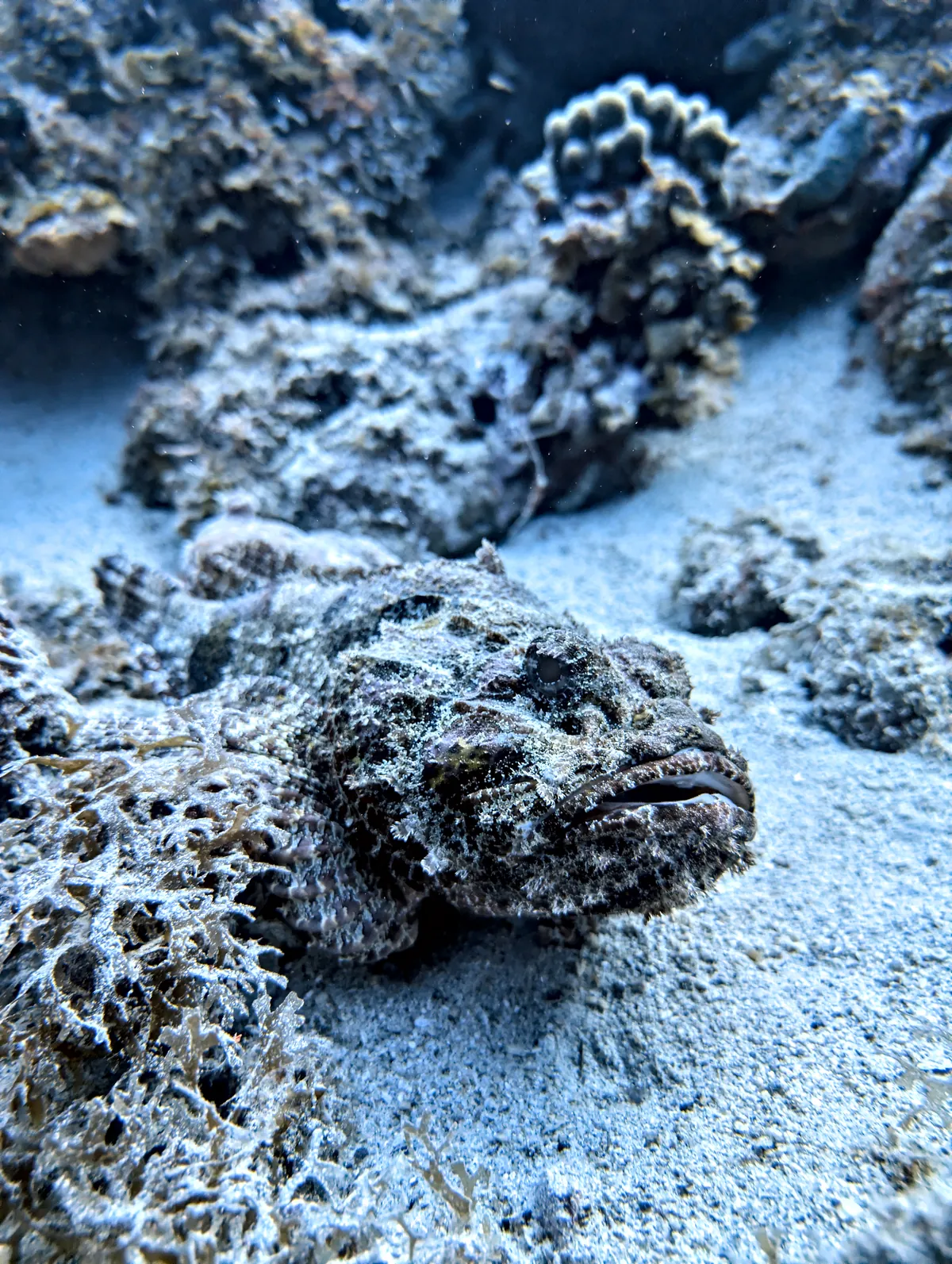 Spotted Scorpionfish