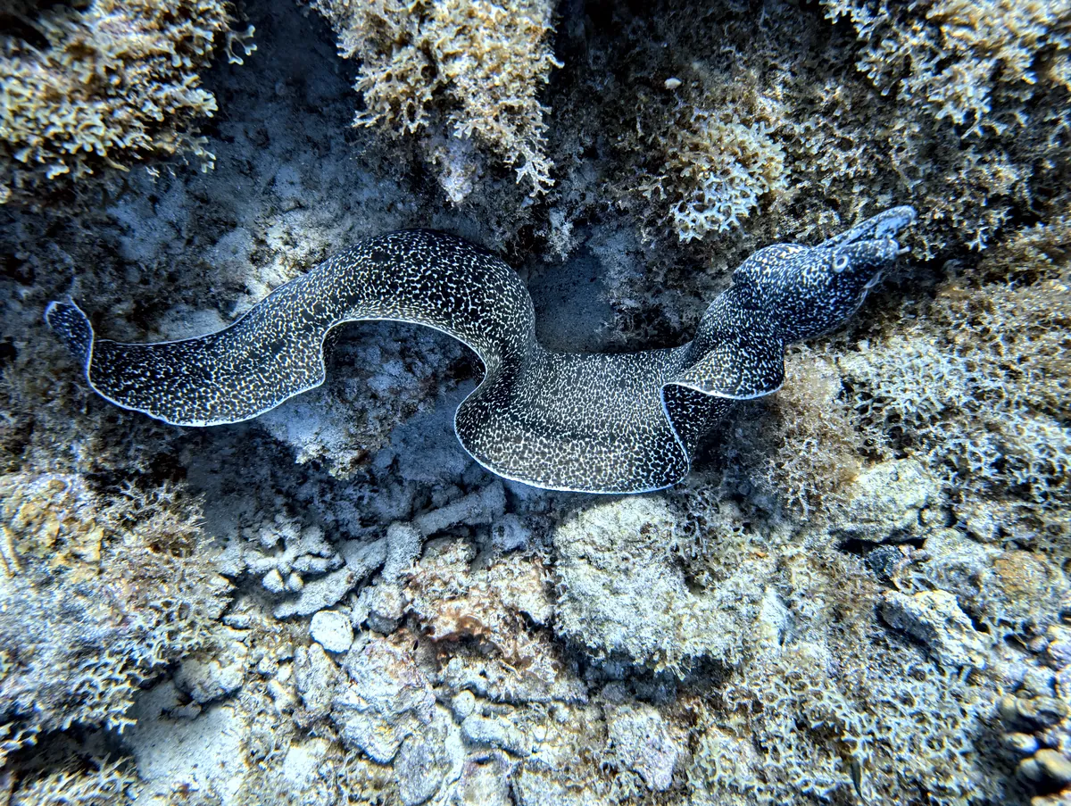 Spotted Moray