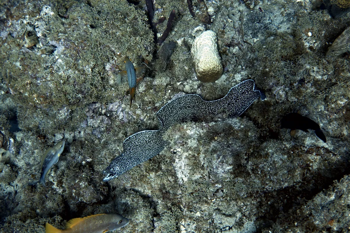 Spotted Moray