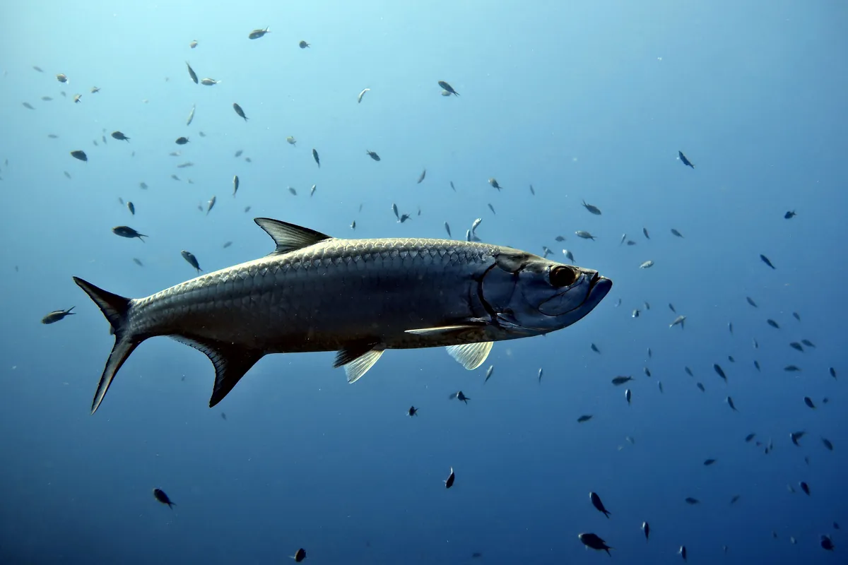 Tarpon