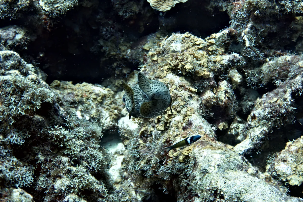 Porcupinefish