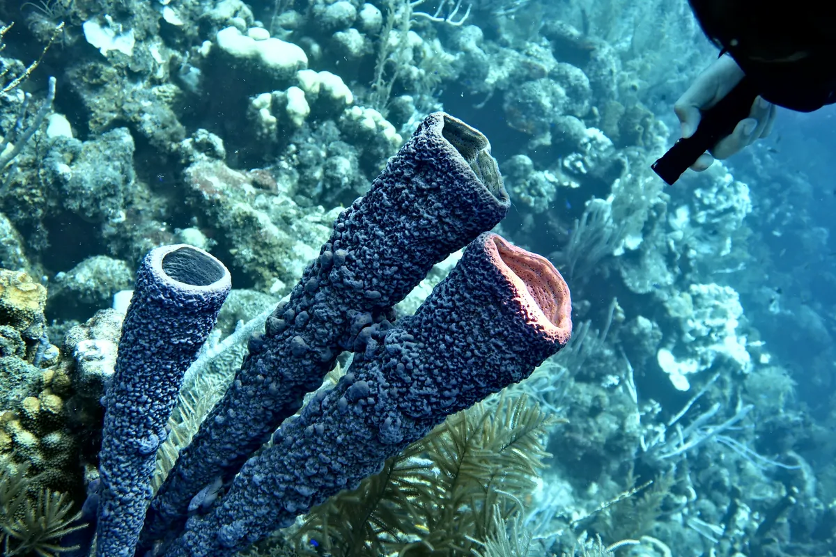 Stove-pipe Sponge