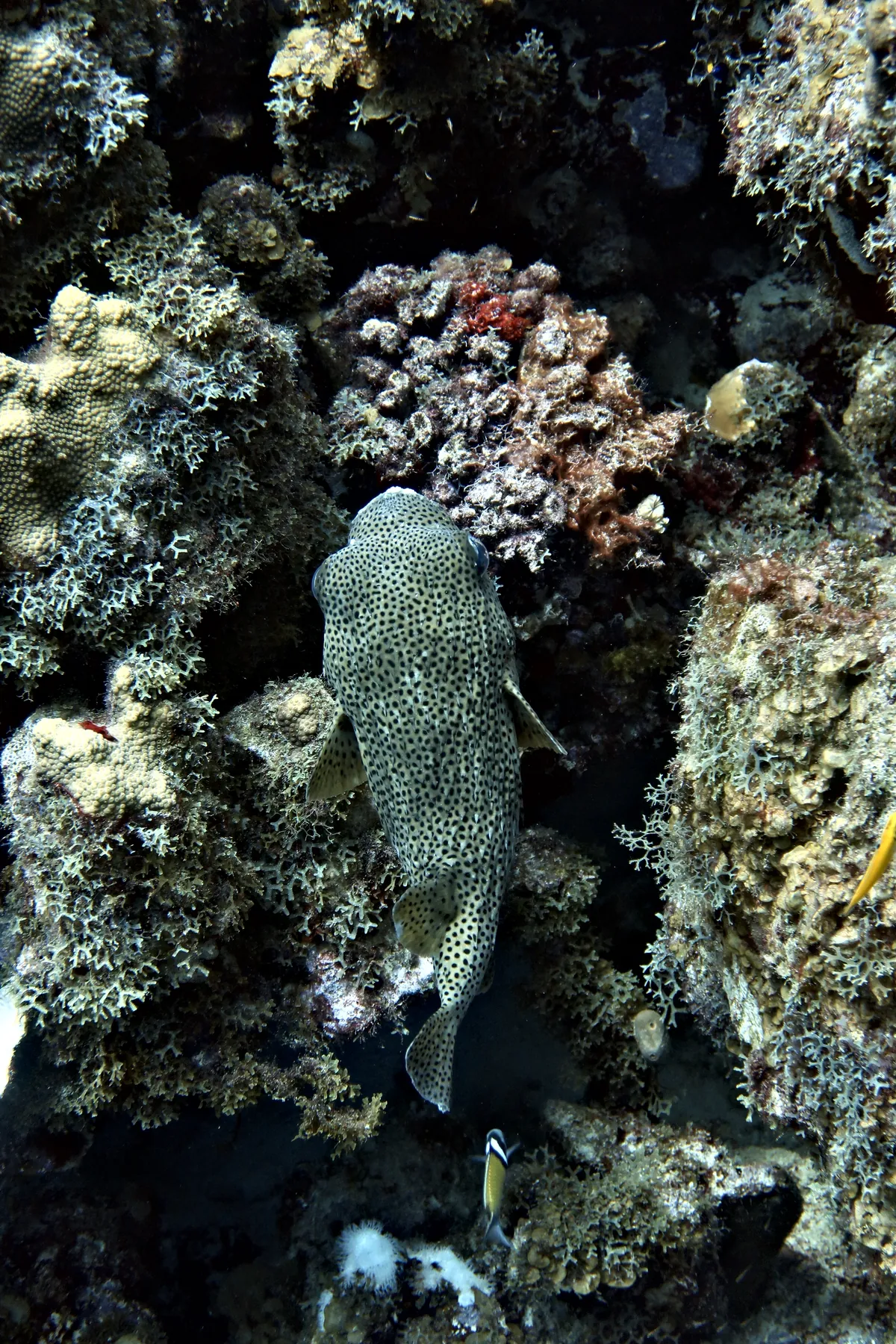 Porcupinefish