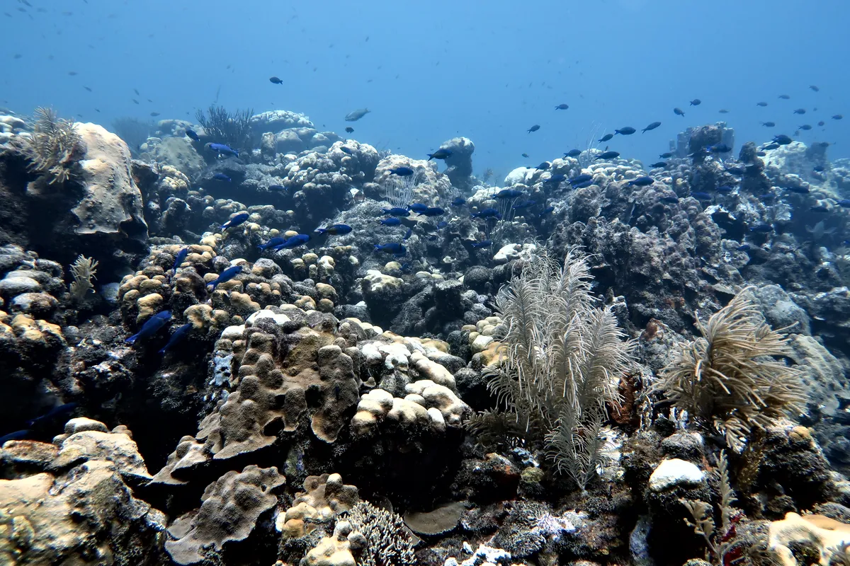 Creole Wrasse