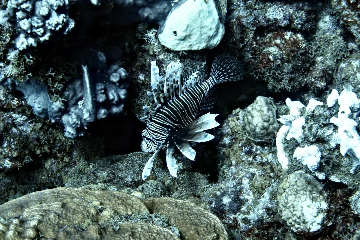 Red Lionfish