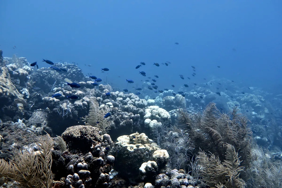 Creole Wrasse
