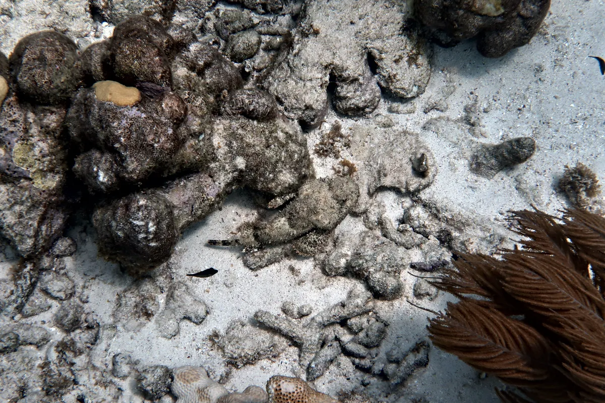 Spotted Scorpionfish