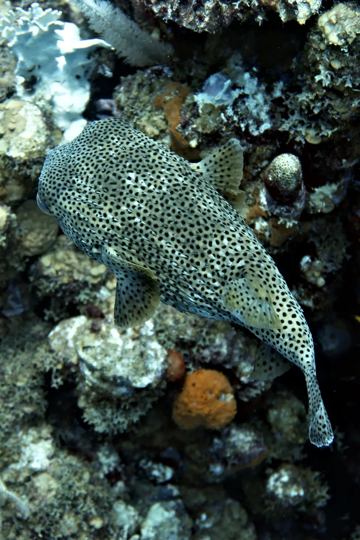 Porcupinefish
