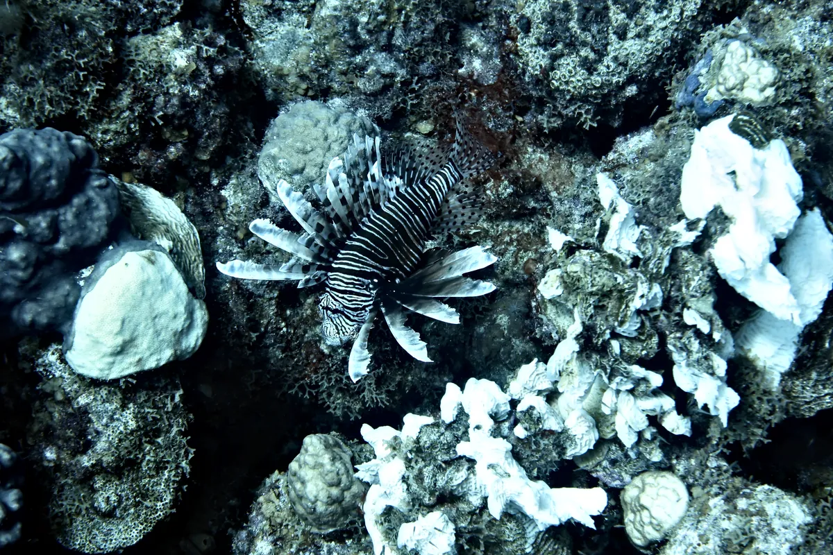 Red Lionfish