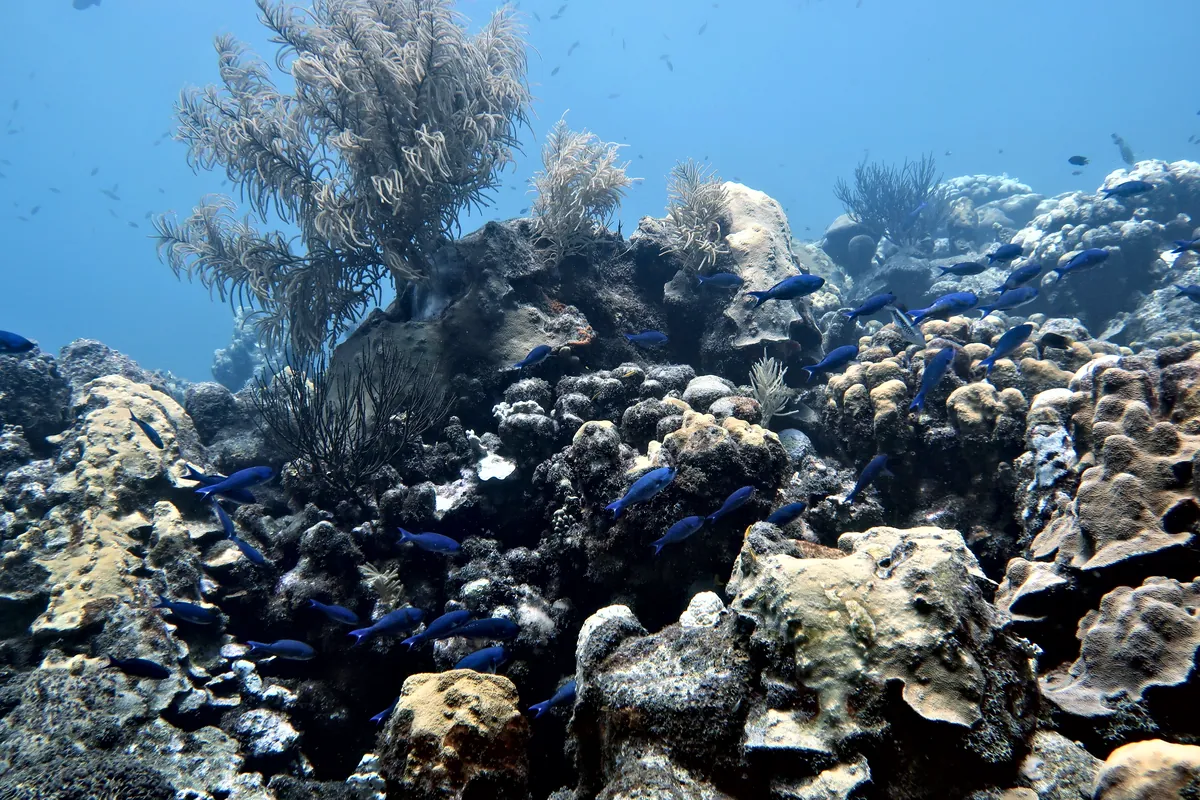 Creole Wrasse