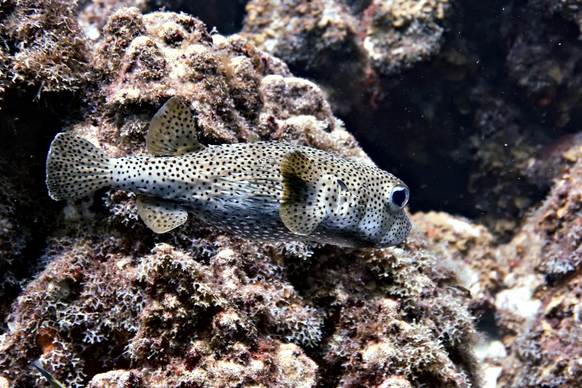 Porcupinefish