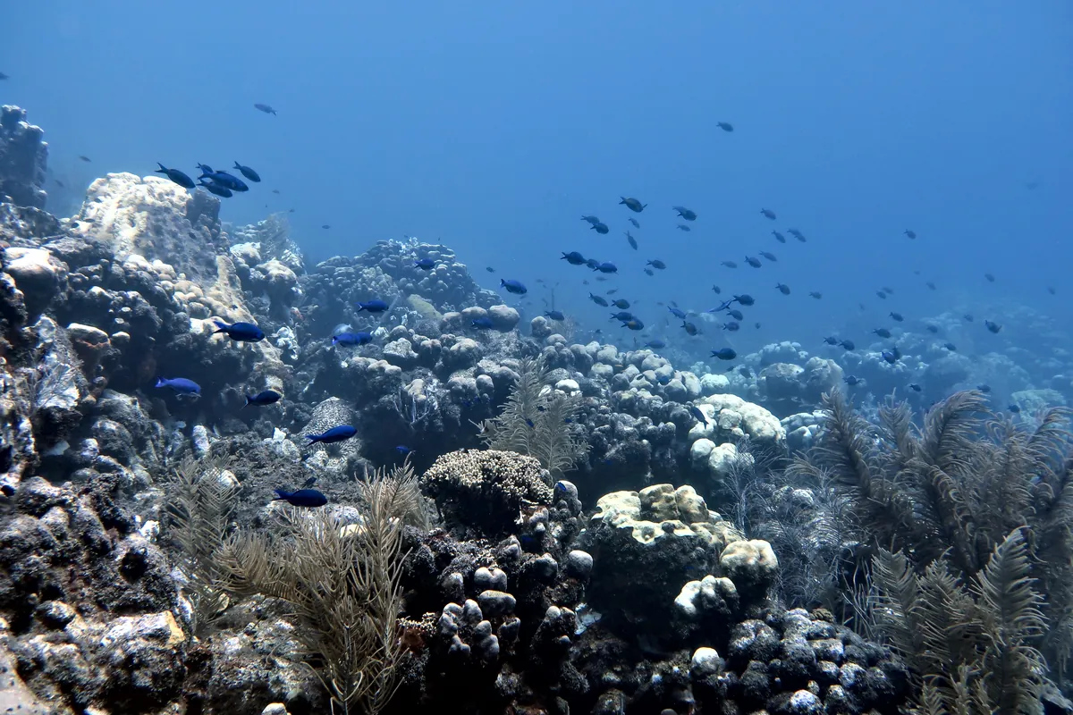 Creole Wrasse