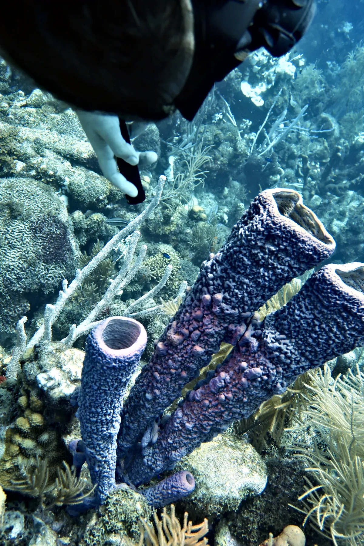 Stove-pipe Sponge