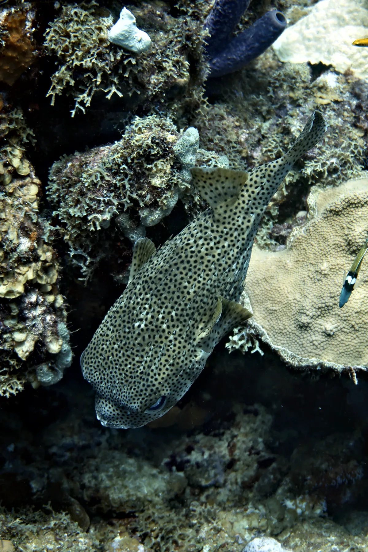 Porcupinefish