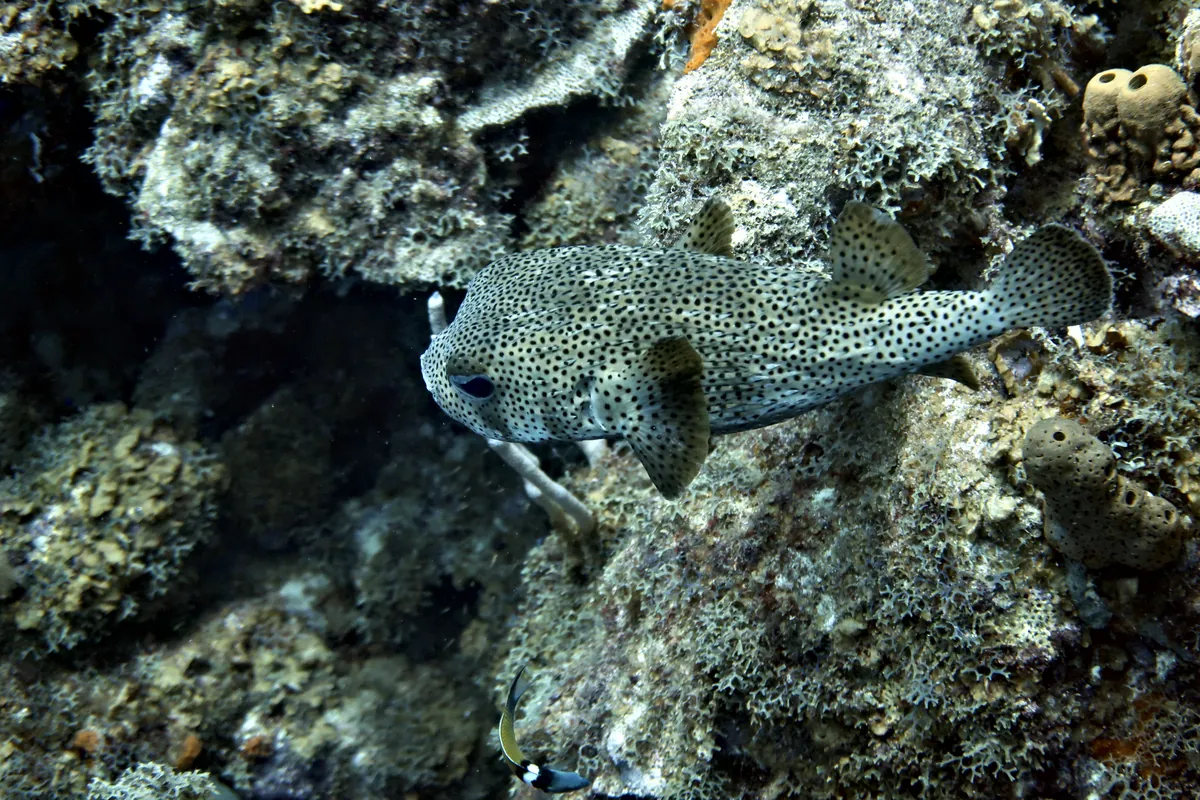 Porcupinefish