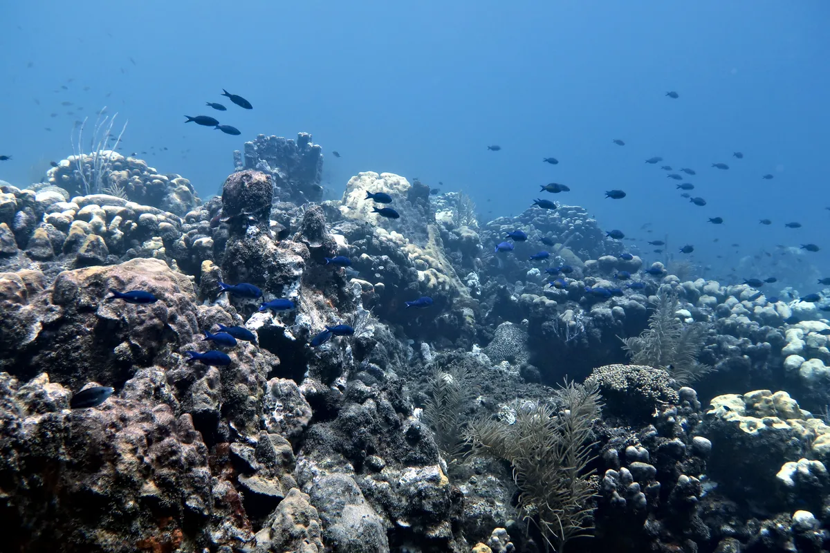Creole Wrasse