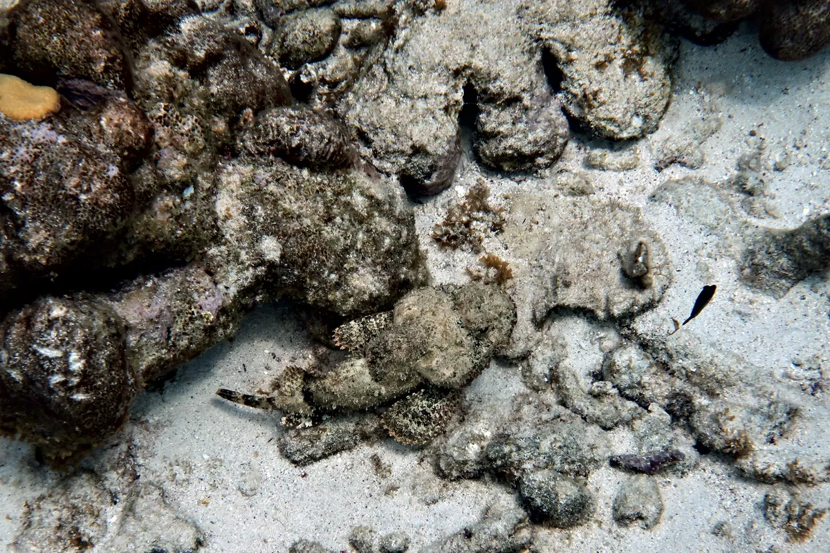 Spotted Scorpionfish
