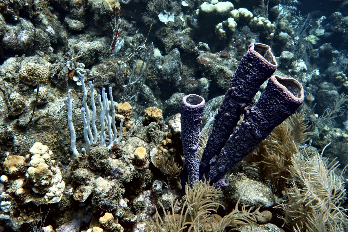 Stove-pipe Sponge