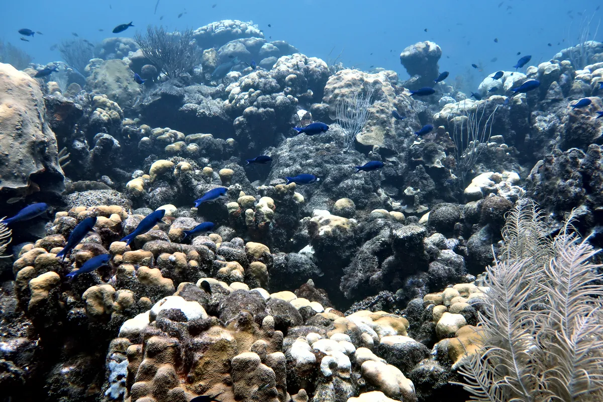 Creole Wrasse