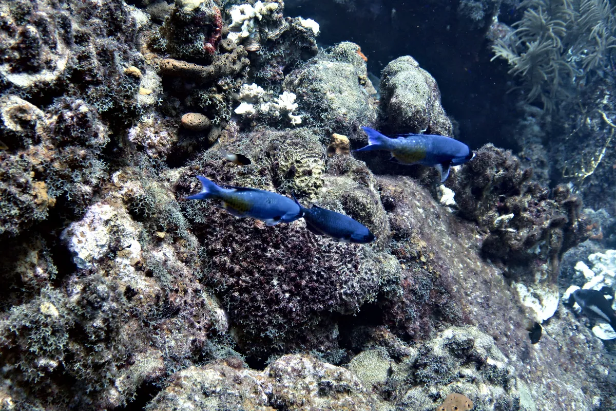 Creole Wrasse