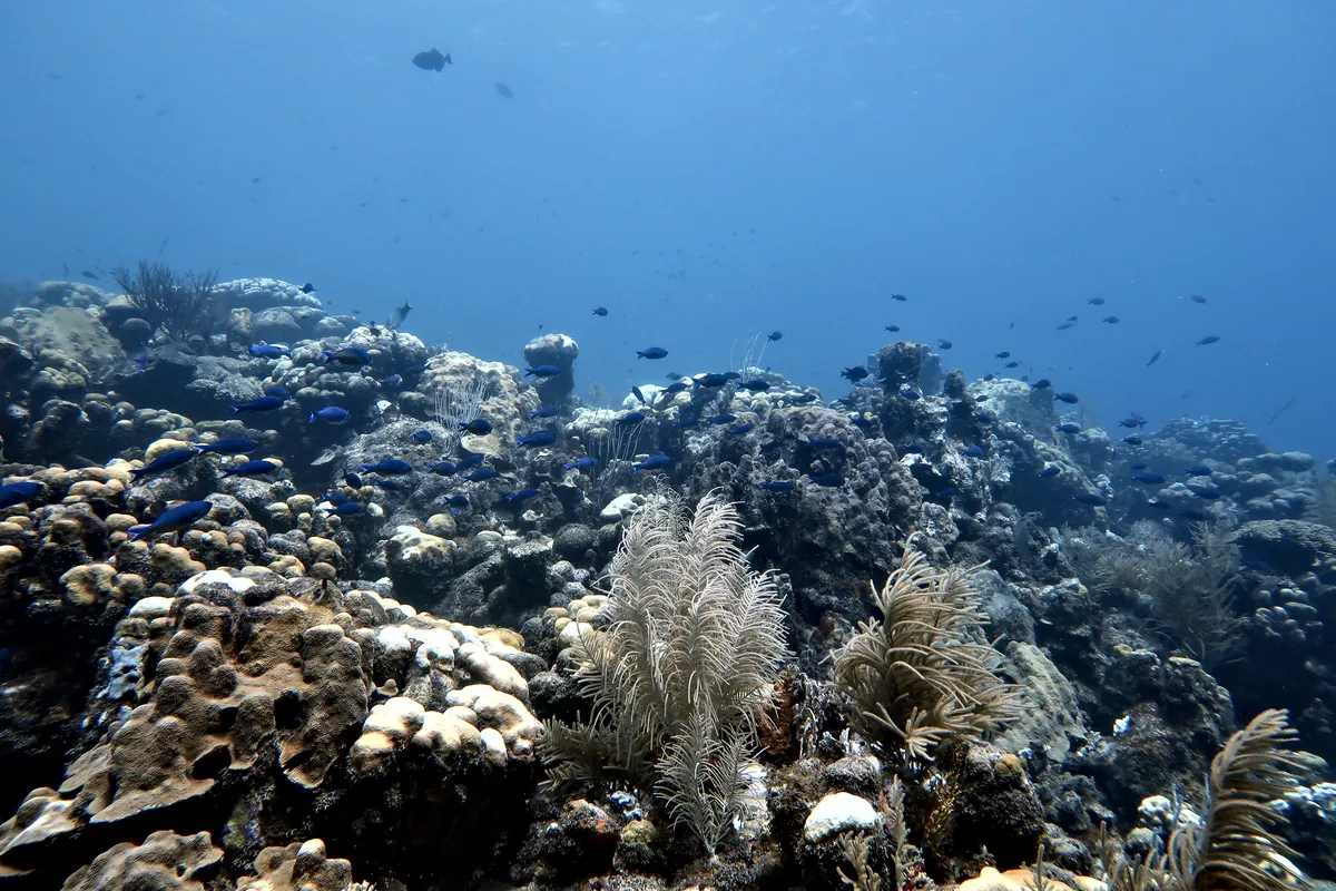 Creole Wrasse