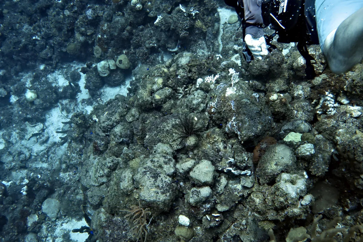 Black and white crinoid