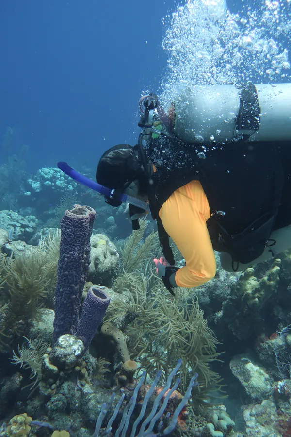 Original
