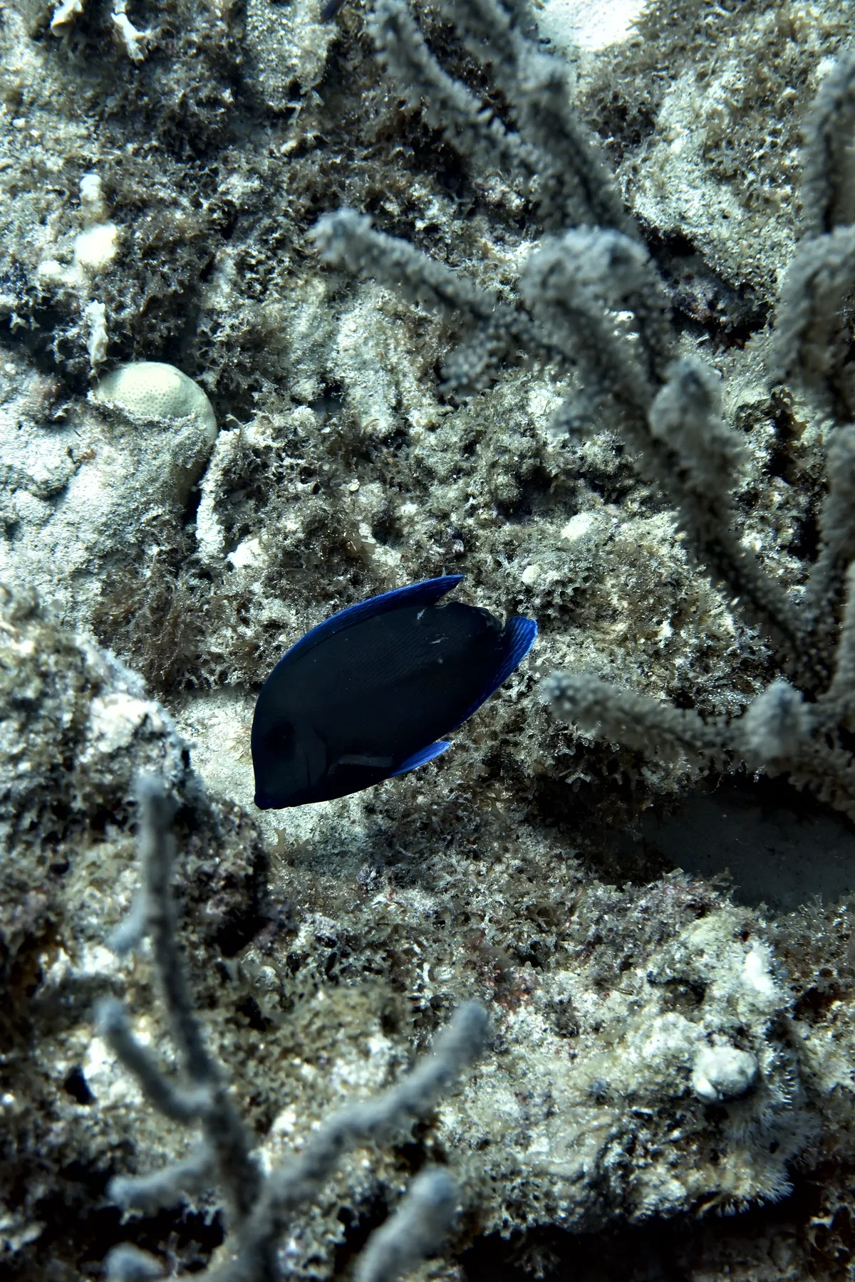 Blue Tang