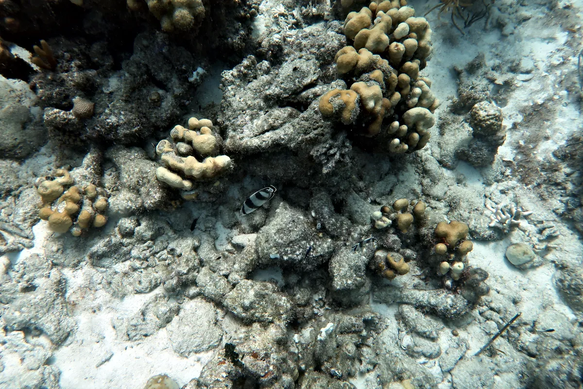 Banded Butterflyfish