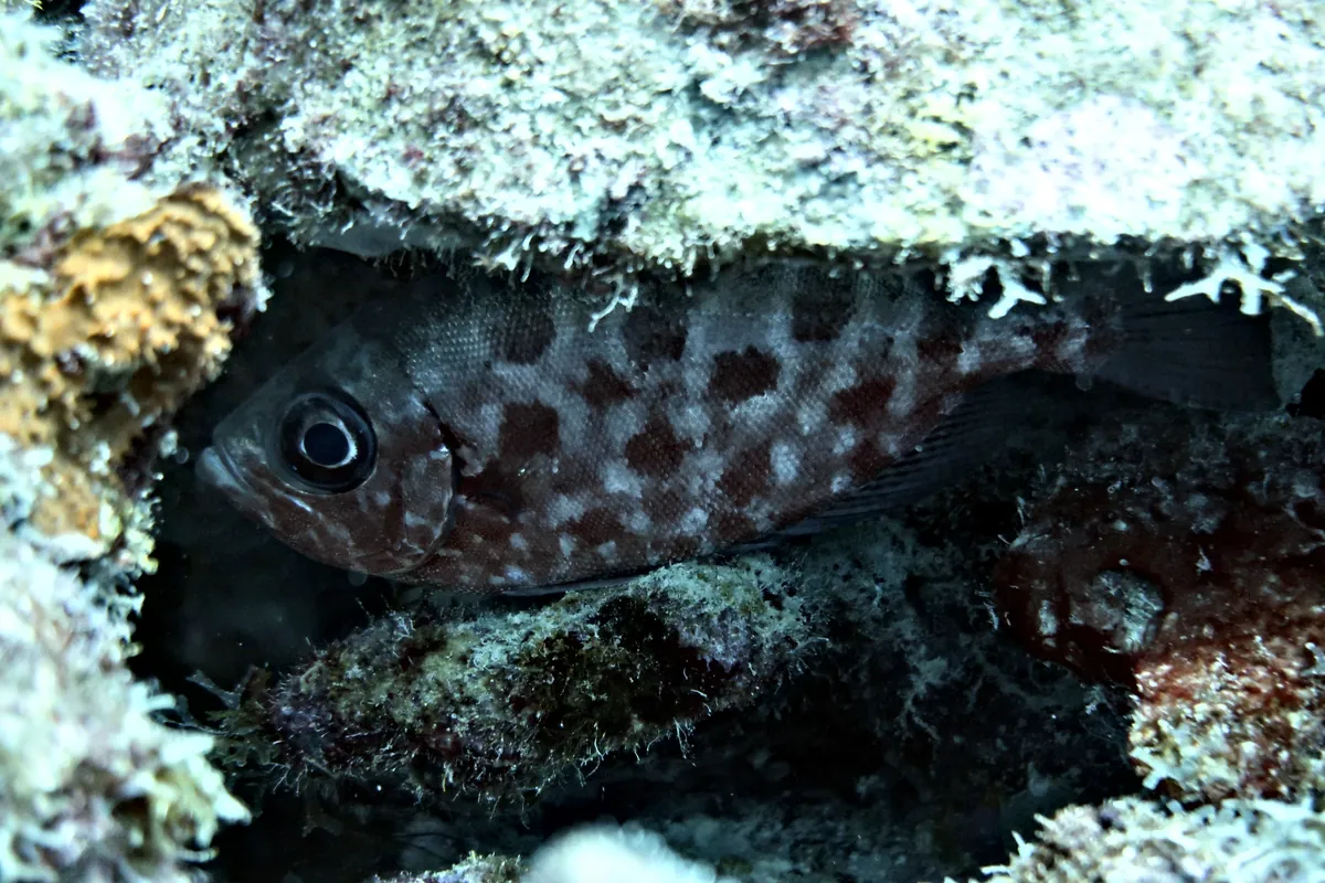 Glasseye Snapper
