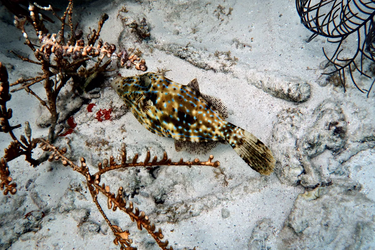 Scrawled Filefish