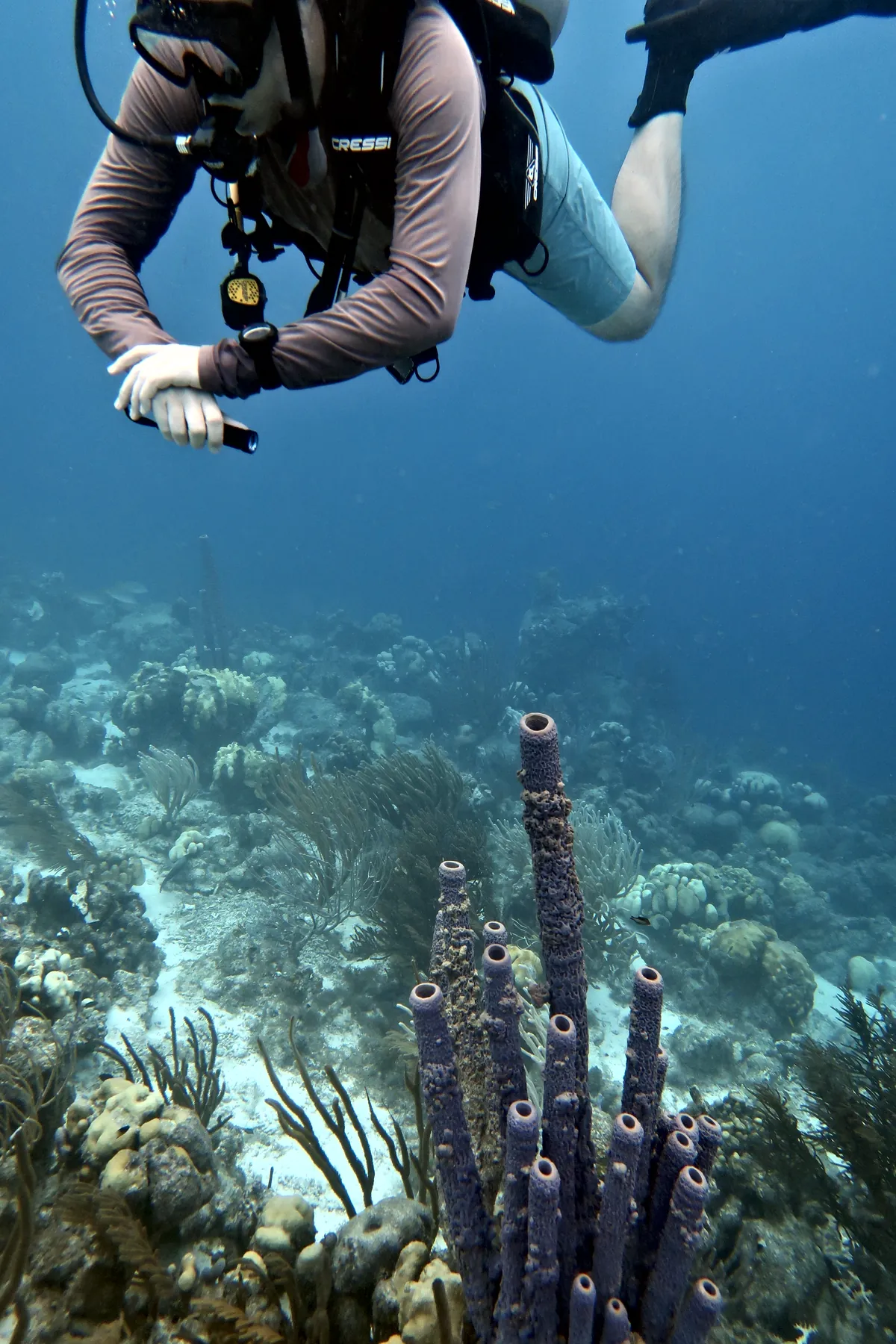 Stove-pipe Sponge