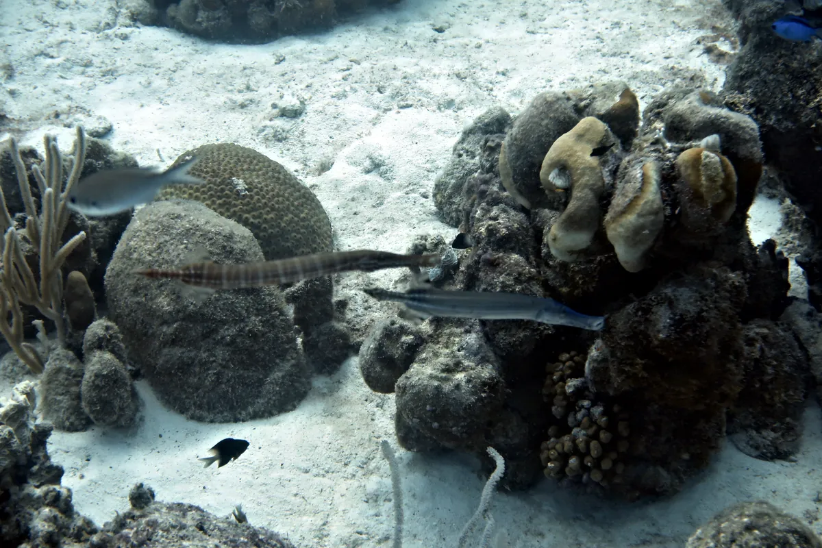 Trumpetfish