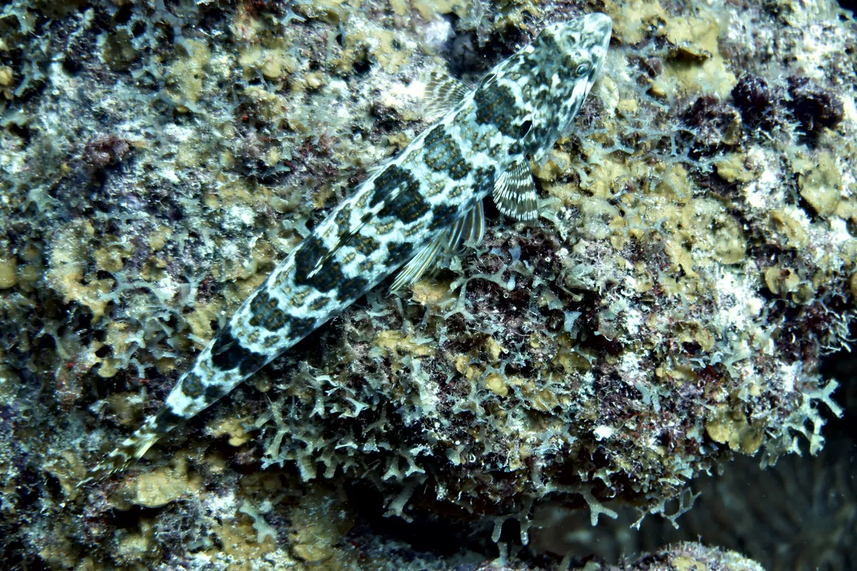 Sand Diver
